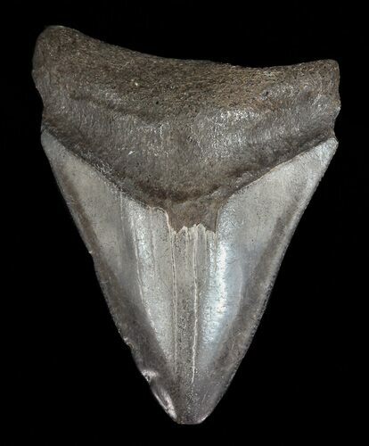 Juvenile Megalodon Tooth #56626